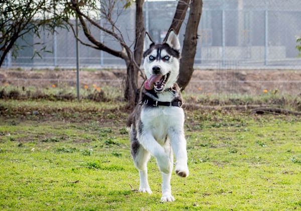 RSPCA South Australia - Include A Charity RSPCA South Australia - Include A Charity