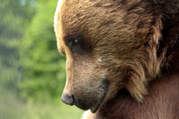 World Animal Protection - Include A Charity World Animal Protection - Include A Charity